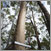 Collaboration with a Tree